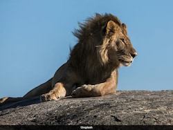 Living Alongside Lions: Human-Wildlife Collision Is Dazzling And Dangerous