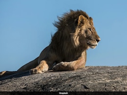 Living Alongside Lions: Human-Wildlife Collision Is Dazzling And Dangerous Living Alongside Lions: Human-Wildlife Collision Is Dazzling And Dangerous