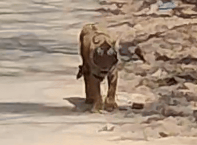 Ranthambore Tiger Attack: रणथंभौर में त्रिनेत्र मंदिर के पास फिर से दिखी बच्चे को शिकार बनानेवाली बाघिन कनकटी