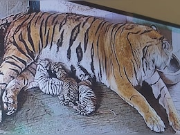 आमेर के नाहरगढ़ बायोलॉजिकल पार्क से आई खुशखबरी, बाघिन रानी ने 5 शावकों को दिया जन्म 