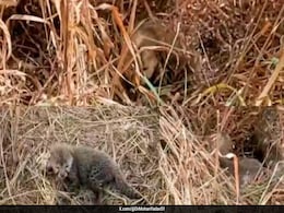 Cheetah Nirva Gives Birth To 5 Cubs At Kuno National Park In Madhya Pradesh Cheetah Nirva Gives Birth To 5 Cubs At Kuno National Park In Madhya Pradesh