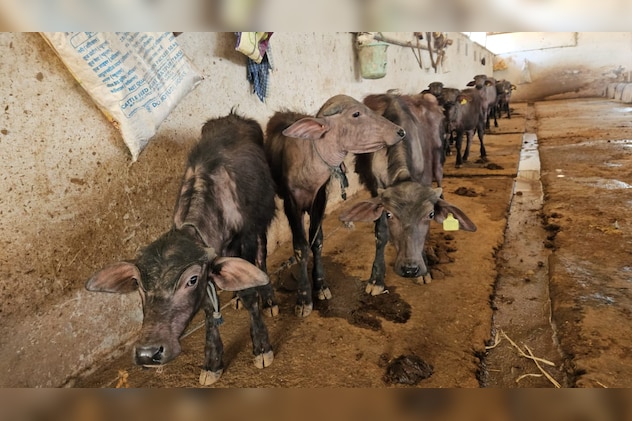 Latest and Breaking News on NDTV