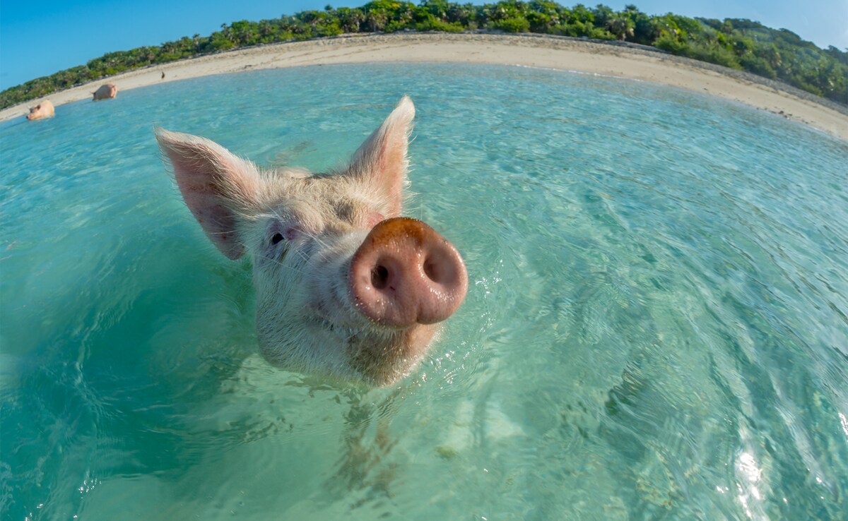 Разбира се плажовете с бели пясъци с тюркоазени води са