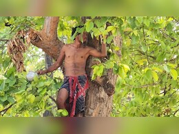 80 फीट ऊंचे पेड़ पर चढ़कर बैगा आदिवासी ने तीन दिनों तक खूब किया ड्रामा, तंत्र-मंत्र के सामने विफल रही DDRF की टीम! 80 फीट ऊंचे पेड़ पर चढ़कर बैगा आदिवासी ने तीन दिनों तक खूब किया ड्रामा, तंत्र-मंत्र के सामने विफल रही DDRF की टीम!