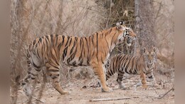 Rajasthan: रणथंभौर में बढ़ा बाघों का कुनबा, बाघिन आरबीटी-2313 ने दो शावकों को दिया जन्म&nbsp;
