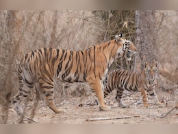 Rajasthan: रणथंभौर में बढ़ा बाघों का कुनबा, बाघिन आरबीटी-2313 ने दो शावकों को दिया जन्म&nbsp;