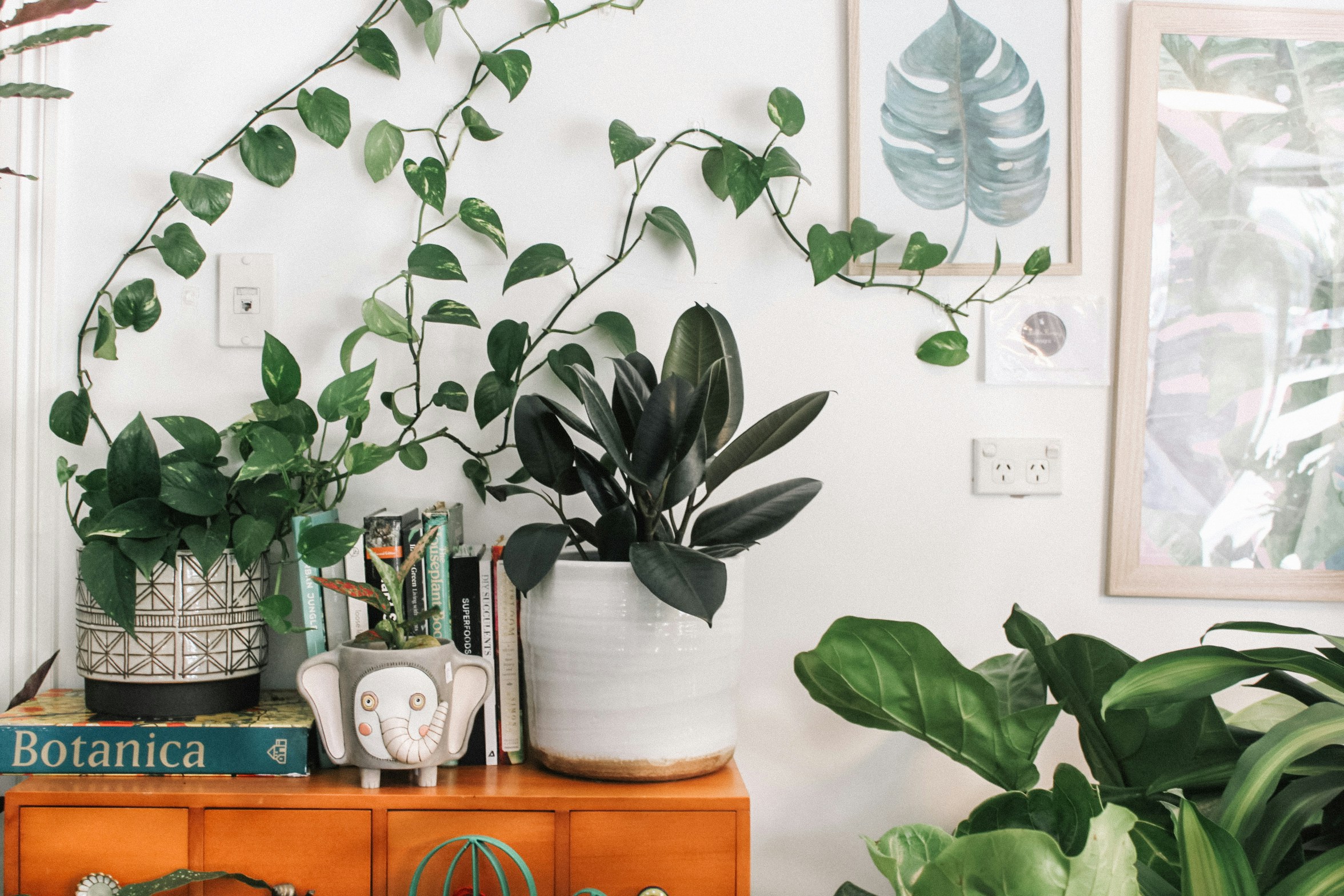 How the Right Pot Can Save Your Indoor Plants