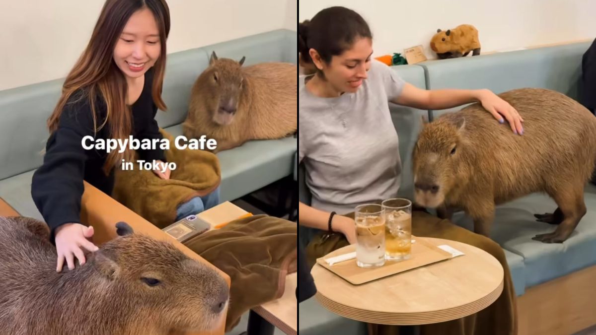 Watch: Capybara Cafe In Tokyo Has Two Giant Rodents You Can Play With While Sipping Coffee