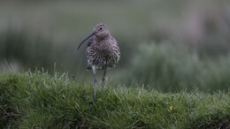 UK Man Dresses As Endangered Bird, Walks 84 Km To Raise Awareness
