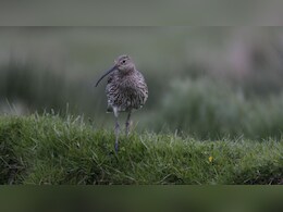 UK Man Dresses As Endangered Bird, Walks 84 Km To Raise Awareness