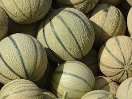 Melon Farming: जशपुर के खरबूजों की रायपुर में अलग पहचान, इस भीषण गर्मी में किसान हो रहे मालामाल, रोजाना कई क्विंटल की बिक्री