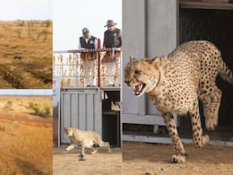 Cheetah: गांधी सागर सेंचुरी के बाड़े में दिखा चीतों का भाईचारा, पावक के इंतेजार में रुका प्रभास... फिर शुरू कर दी चहलकदमी Cheetah: गांधी सागर सेंचुरी के बाड़े में दिखा चीतों का भाईचारा, पावक के इंतेजार में रुका प्रभास... फिर शुरू कर दी चहलकदमी