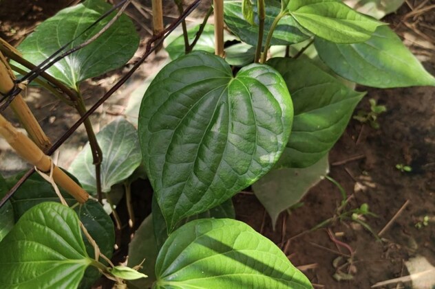 भरतपुर का पान भरतपुर का पान