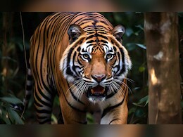 उमरिया में बाघिन का अटैक, 10 दिनों में 3 लोगों को बनाया निशाना उमरिया में बाघिन का अटैक, 10 दिनों में 3 लोगों को बनाया निशाना
