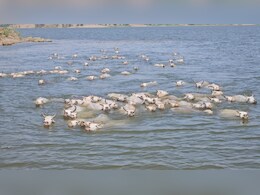 बदहाल हो चुका मालवी नस्ल का एकमात्र पशु प्रजनन केंद्र, मध्यप्रदेश से भी पहले रखी गई थी आगर मालवा में बुनियाद