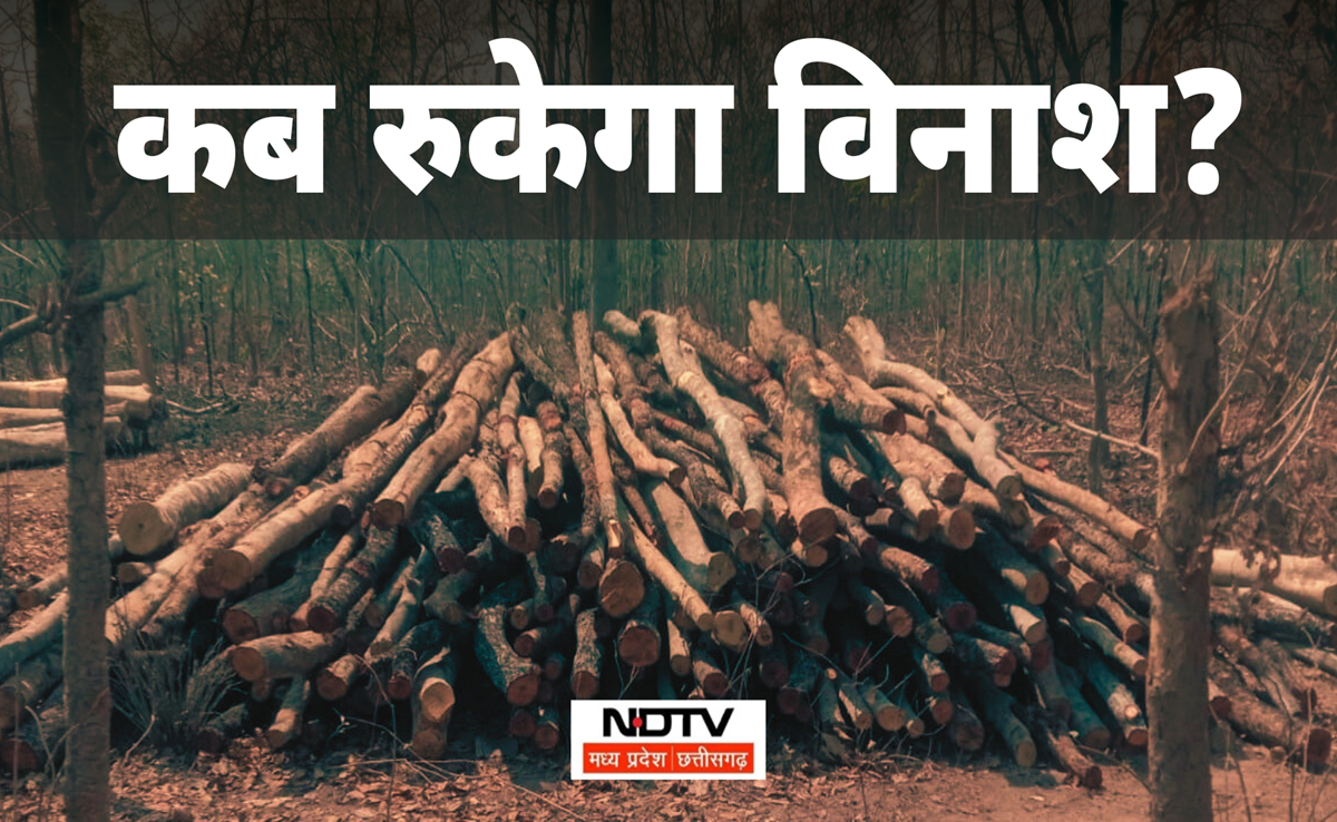 वनों का विकास नहीं यहां हो रहा विनाश! मोहंदी में हजारों वृक्षों पर चली 'कुल्हाड़ी', ये सब होगा प्रभावित