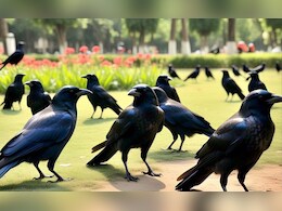 दर्जनों कौवों की मौत से शहडोल में दहशत, अचानक आई कैसी आफत? दर्जनों कौवों की मौत से शहडोल में दहशत, अचानक आई कैसी आफत?