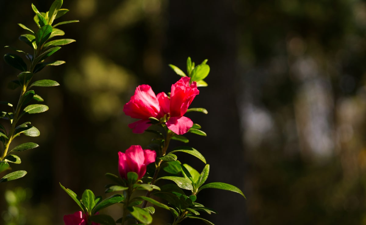 Всяка пролет тъй като зимата разхлабва хватката си върху хималайските