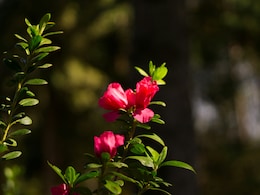 7 Unique Cultural Ways To Enjoy Rhododendron Season In Uttarakhand