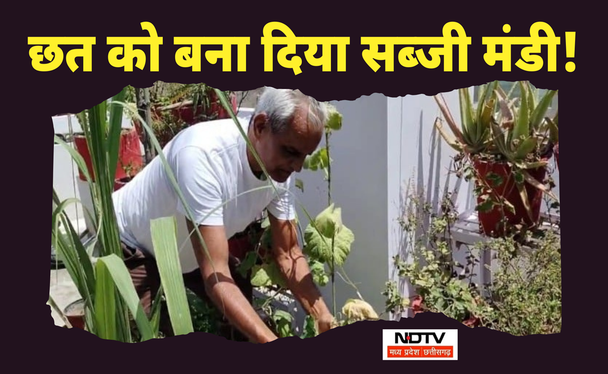 गजब का आइडिया! छत और पोर्च में बिखेर दी हरियाली, घर में अब महंगी और जहरीली सब्जियों की No Entry