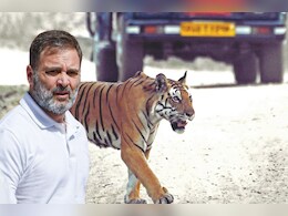 अधिवेशन के बाद सीधा रणथंभौर टाईगर रिजर्व पहुंचे राहुल गांधी, गांधी परिवार का रहा है यहां से पुराना नाता