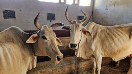 Maharashtra News: महाराष्ट्र सरकारचा ऐतिहासिक निर्णय, लाखो पशुपालकांना दिलासा देणारे बनले पहिले राज्य