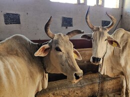 Maharashtra News: महाराष्ट्र सरकारचा ऐतिहासिक निर्णय, लाखो पशुपालकांना दिलासा देणारे बनले पहिले राज्य