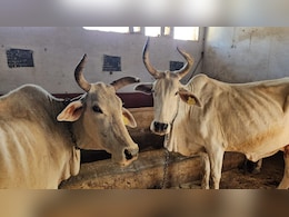 कैसी होती है मालवी गाय? दिन में देती है 5-12 लीटर दूध, मध्य प्रदेश के इस जिले में है 69 वर्ष पुराना प्रजनन केंद्र