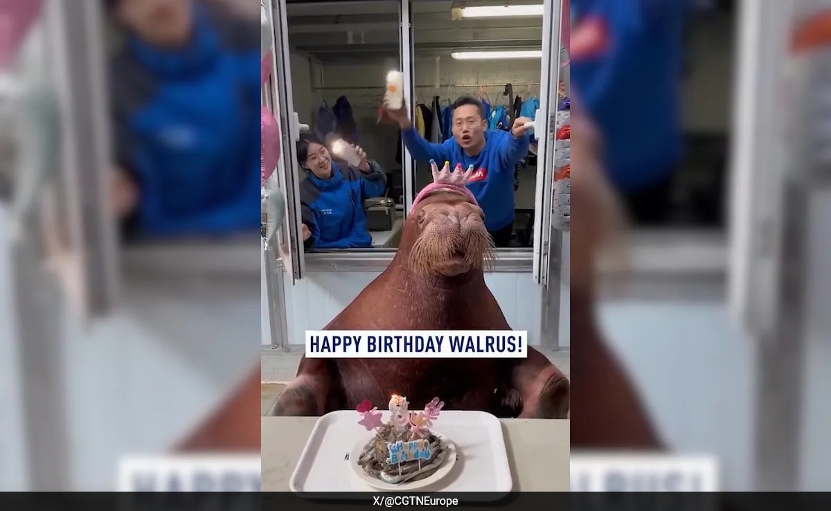 Ню Делхи Често срещаме видеоклипове на животни изпълняващи очарователни измислици