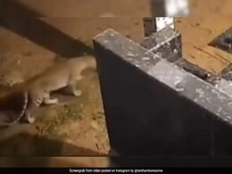 On Camera, Brave Dog Fends Off A Leopard In Uttarakhand, Internet Reacts On Camera, Brave Dog Fends Off A Leopard In Uttarakhand, Internet Reacts