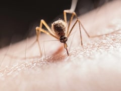 Malaria Claimed Over 6 Lakh Lives In 2024, Drug Resistance A Major Threat: WHO Annual Report