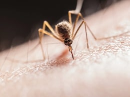 World Malaria Day 2025: Keep These Tips In Mind To Stay Safe World Malaria Day 2025: Keep These Tips In Mind To Stay Safe