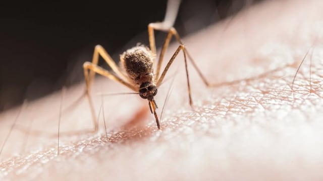 World Malaria Day 2025: These tips can dramatically lower your risk of contracting malaria