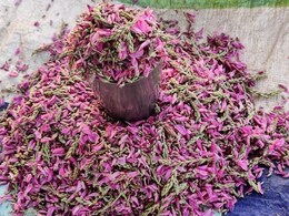 जिरहुल: एक ऐसा फूल जो सेहत के लिए बेहद फायदेमंद, जानें इसके लाभ