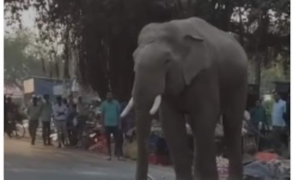 Харидвар Слон беше видян да се скита по улиците на