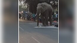 Video: Elephant Strolls Through Haridwar Market, Steals Flour And Runs Away