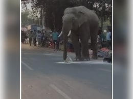 Video: Elephant Strolls Through Haridwar Market, Steals Flour And Runs Away