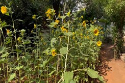 When Sunflowers Took Over Chennai City When Sunflowers Took Over Chennai City