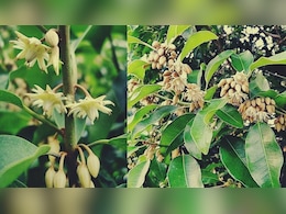 रोज सुबह उठकर चबा लीजिए ये फल, दांत दर्द, मुंह से बदबू आने से समस्या को दूर कर देगी ये चीज