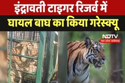 Bijapur Tiger Rescue : Indravati Tiger Reserve में घायल बाघ का किया Rescue Bijapur Tiger Rescue : Indravati Tiger Reserve में घायल बाघ का किया Rescue