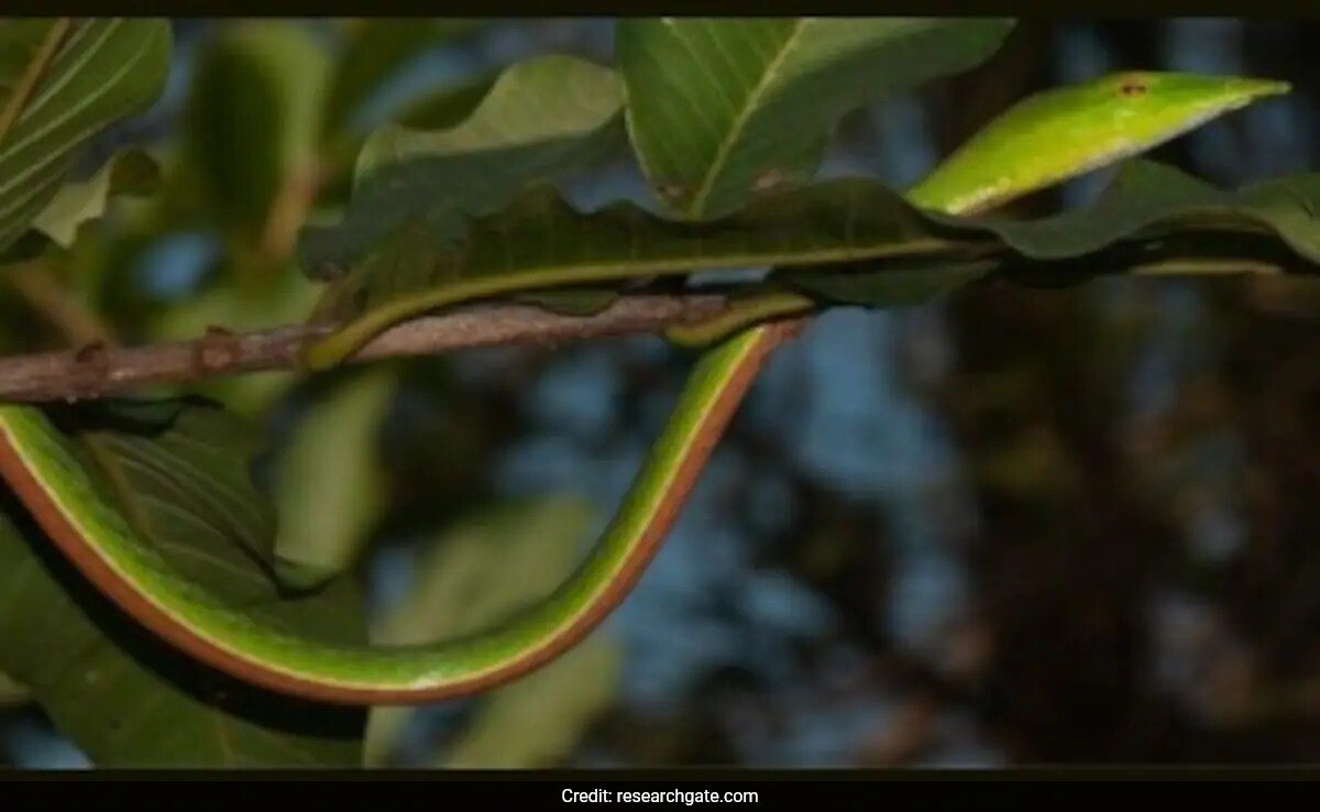 Lakhimpur kheri UP Рядка дълго изкопана лоза змия Ahaetulla longirostris