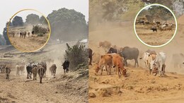 Shivnath River: 70 सालों में पहली बार सूखी जीवनदायनी शिवनाथ नदी, बूंद-बूंद पानी को तरस रहे लोग