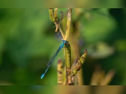 Wildlife News: पाणथळीच्या पऱ्या! छोट्याशा आयुष्यातही करतात महत्त्वाचं काम Wildlife News: पाणथळीच्या पऱ्या! छोट्याशा आयुष्यातही करतात महत्त्वाचं काम