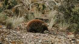 Echidna Species Lived Watery Lifestyles Like Platypuses: Study