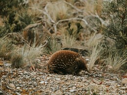 Echidna Species Lived Watery Lifestyles Like Platypuses: Study Echidna Species Lived Watery Lifestyles Like Platypuses: Study