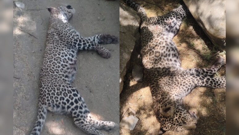 राजस्थान में पैंथरों के बीच हुई वर्चस्व की खतरनाक लड़ाई, दोनों की हुई मौत, वन विभाग ने क्या बताया ?  