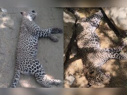 राजस्थान में पैंथरों के बीच हुई वर्चस्व की खतरनाक लड़ाई, दोनों की हुई मौत, वन विभाग ने क्या बताया ?   राजस्थान में पैंथरों के बीच हुई वर्चस्व की खतरनाक लड़ाई, दोनों की हुई मौत, वन विभाग ने क्या बताया ?