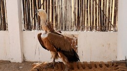 Vulture Conservation: 2 हजार 300 किमी का सफर कर सतना से किर्गिस्तान पहुंचा एमपी का गिद्ध, GPS से ऐसे हुआ ट्रैक