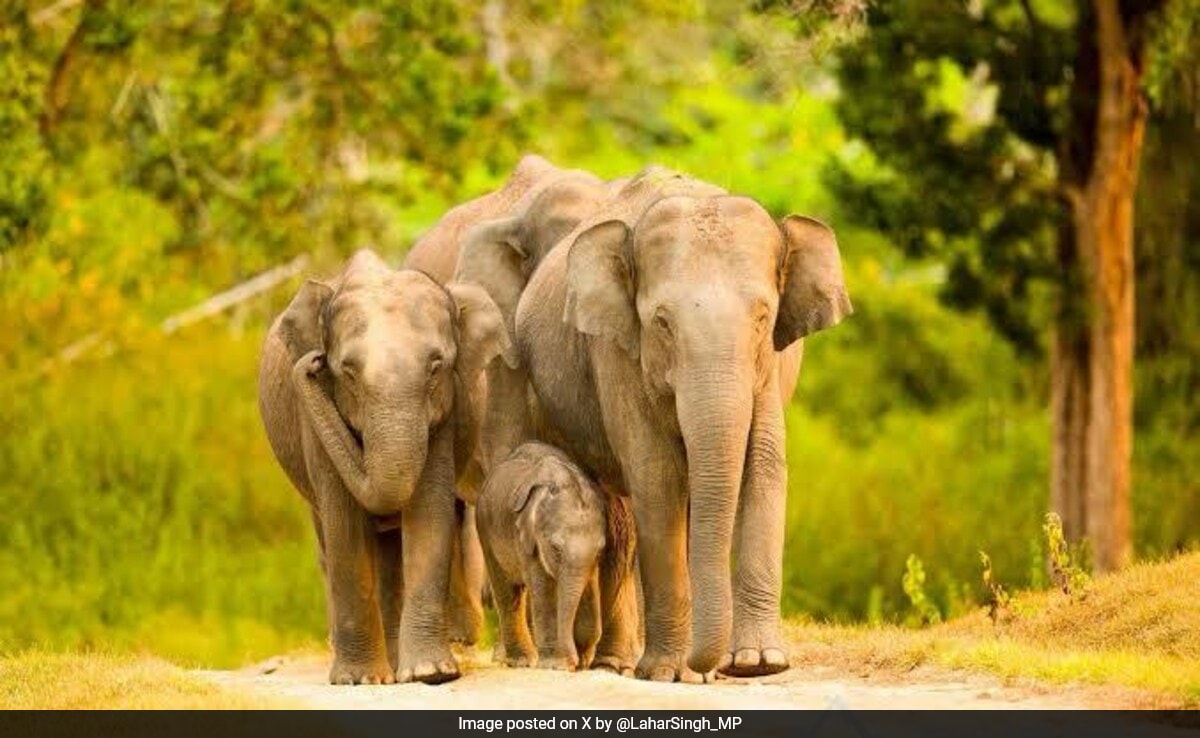 Бенгалуру BJP leader Lahar Singh Siroya on Monday appealed to