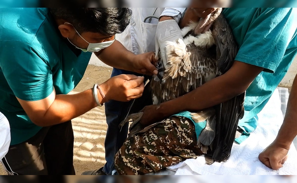 The vulture was fitted with a GPS tracker The vulture was fitted with a GPS tracker